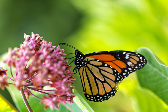 Monarch and Milkweed