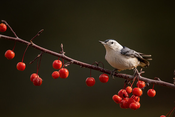 CS214247-Nuthatch