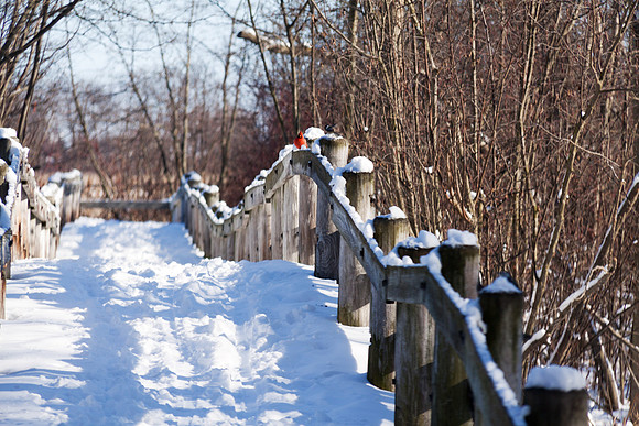 Cardinal at Tobico Marsh