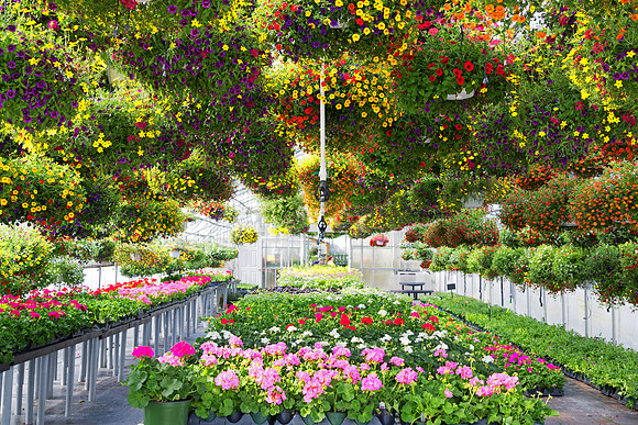Potted & Hanging Plants in Greenhouse