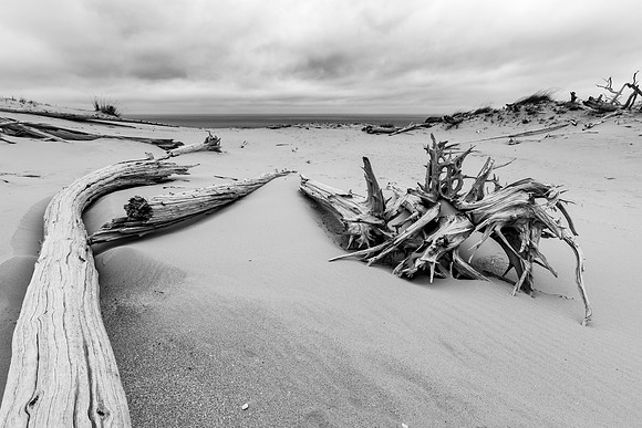 Ghost Forest of Sleeping Bear Dunes - Horizontal