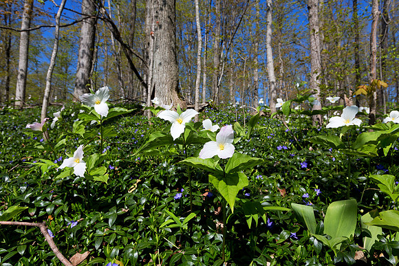 Trillium growing Wild