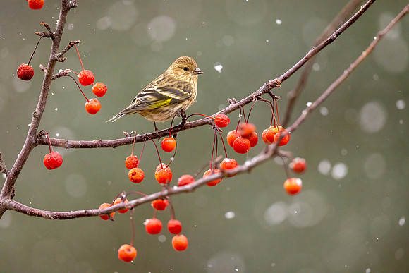CS214667-Pine Siskin FAA