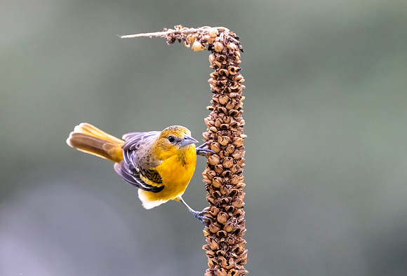 CS233400-F_Oriole