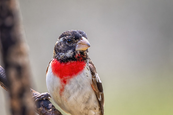 _S235050-Rose Breasted Grosbeak