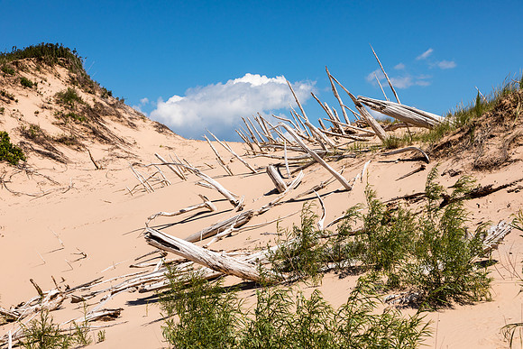 Ghost Forest - Sleeping Bear Dunes