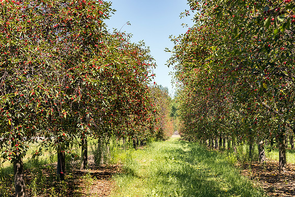 Cherries Ready for Picking!