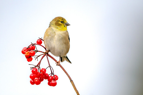 CMS_7758-Finch on Berries