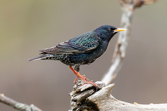 CMS_4876-Starling