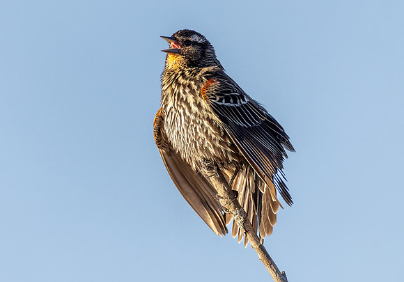 _S232455-F RWB