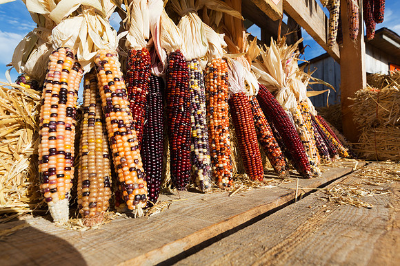 Indian Corn on Farmer's Wagon