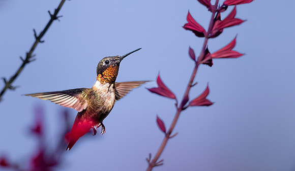 _S230716-Hummer