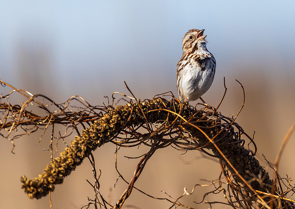 _S219722-song Sparrow