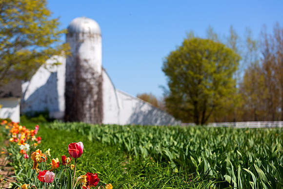 Tulips with Barn and Silo