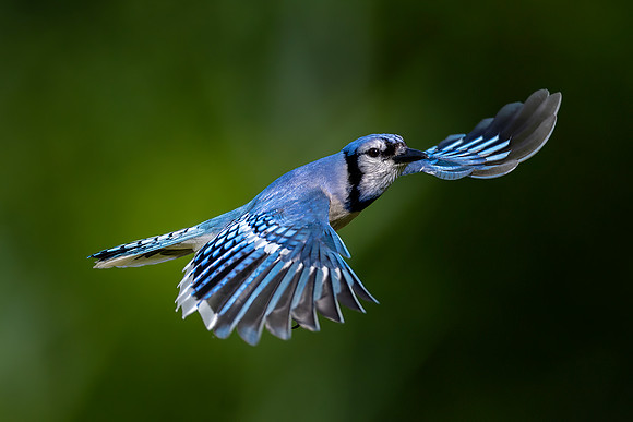 CS234436-Bluejay Flight