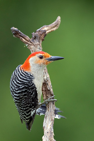 CMS_6081-Red Bellied Woodpecker