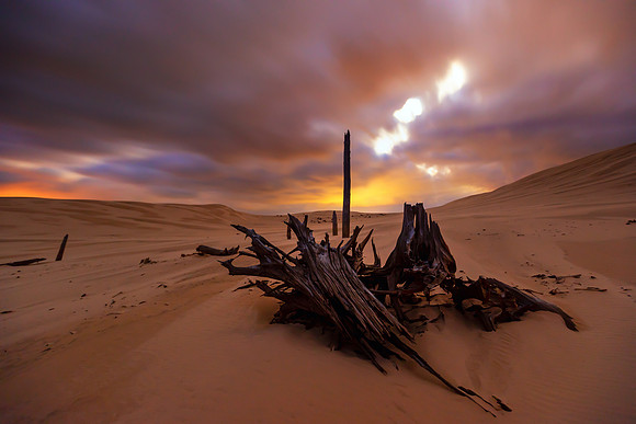Ghost Forest Aliens