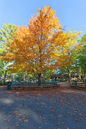 Interlochen for the Arts