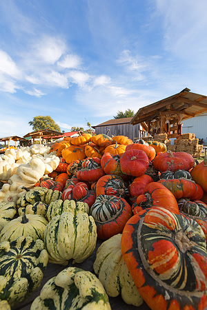 Pumpkins and Gourds for Sale on a Farm Wagon