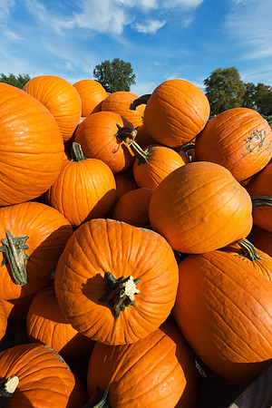 Giant Pumpkins for Sale
