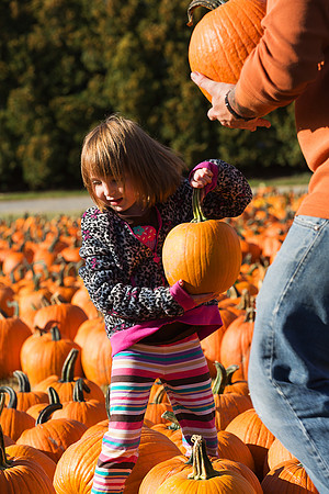 At Johnson's Giant Pumpkin Farm