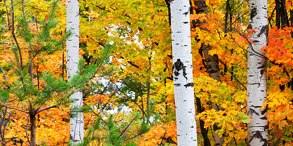 UP-122 - Autumn Birches