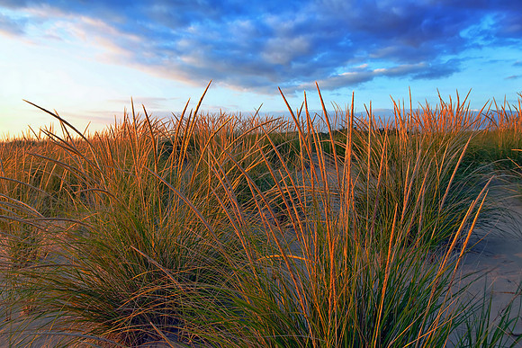 SB-357 Mstr IMG_6909_Dune Grass