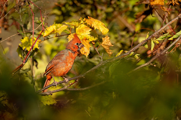 CS219434-Cardinal