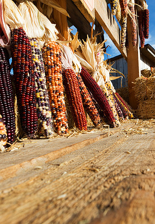 Indian Corn on Farmer's Wagon
