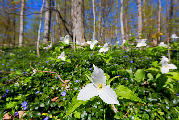 Trillium growing Wild
