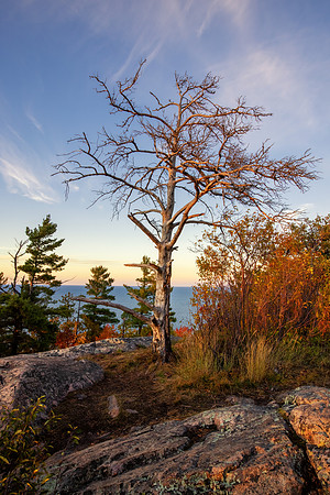 UP-827 CS200345-Sugarloaf Tree