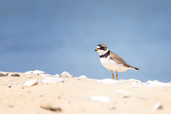 CS216976-P Plover copy