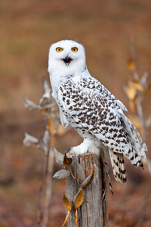 Snowy Owl