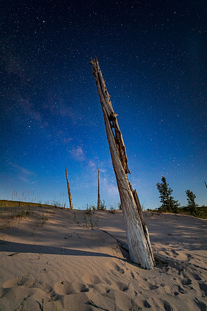 Night in the Ghost Forest