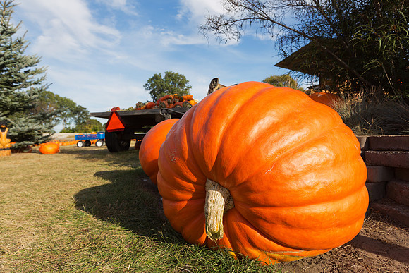 Giant Pumpkins for Sale