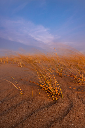 Late Day in the Dunes