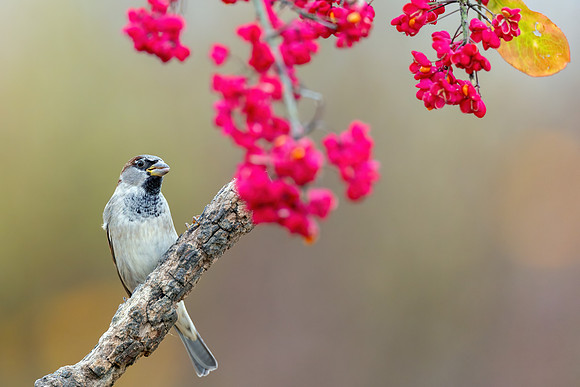 CMS_7283-Sparrow Crop