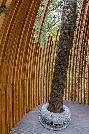 MD-312 Canopy Walk 9Q4A6641