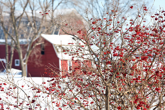 Red Barns and Berries