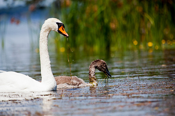 Mute Swan and Baby 2