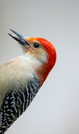 CS214902-RB Woodpecker