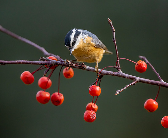 CS214398-RB Nuthatch