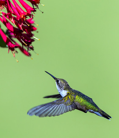 _S238462-Hummer