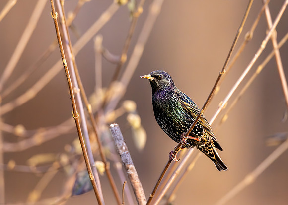 CS233850-Starling