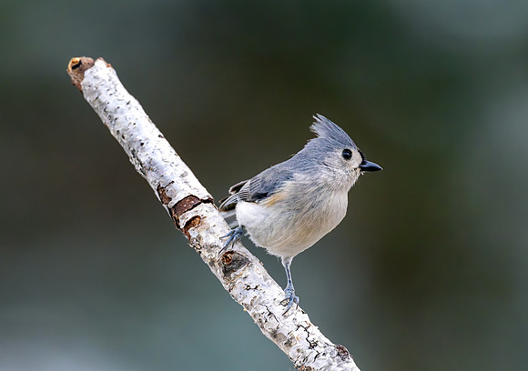 CS235205-Titmouse