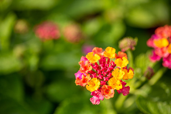 CMS_9015