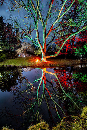 CS239476-DG Christmas Walk Reflected Tree