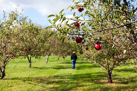 Baynes Apple Orchard in Freeland Michigan