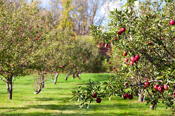 Baynes Apple Orchard in Freeland Michigan