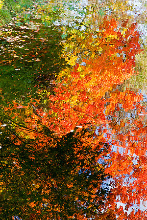 Dow Gardens in Autumn - Midland Michigan